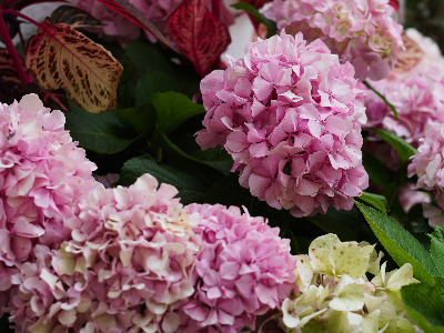 Flores en nuestro jardín