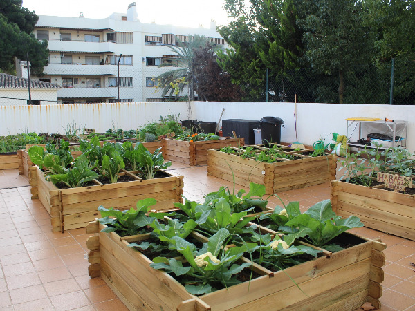 Nuestro huerto escolar empieza a dar sus frutos